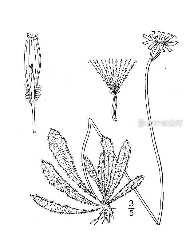 古董植物学植物插图:Leontodon nudicaule，毛鹰bit